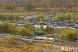 Kruger National Park