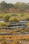 Kruger National Park