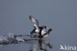 Tufted Duck (Aythya fuligula)