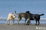 Labrador retriever (Canis domesticus)