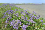 Lamsoor (Limonium vulgare)