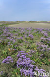 Lamsoor (Limonium vulgare)