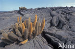 Lava cactus (Brachycereus nesioticus) 