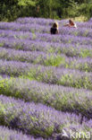 lavender (Lavandula spec.)