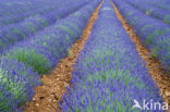 lavender (Lavandula spec.)