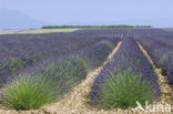 lavender (Lavandula spec.)