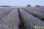 Lavendel (Lavandula spec.)