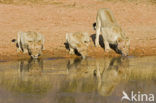 Lion (Panthera leo) 