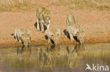 Lion (Panthera leo) 