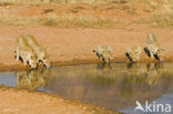 Lion (Panthera leo) 