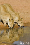 Lion (Panthera leo) 