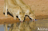 Lion (Panthera leo) 