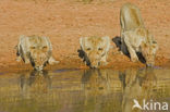 Lion (Panthera leo) 