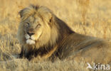 Lion (Panthera leo) 