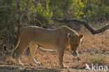 Lion (Panthera leo) 