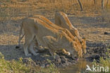 Lion (Panthera leo) 