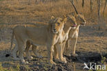 Lion (Panthera leo) 