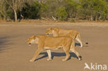 Lion (Panthera leo) 