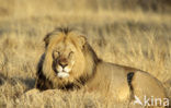 Lion (Panthera leo) 
