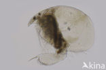 Leydigia quadrangularis