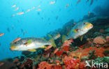 Diagonal-banded sweetlips (Plectorhinchus lineatus)