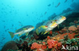 Diagonal-banded sweetlips (Plectorhinchus lineatus)