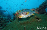 Diagonal-banded sweetlips (Plectorhinchus lineatus)