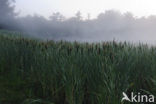 Bulrush (Typha)