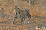 Leopard (Panthera pardus) 