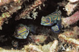 Mandarinfish (Synchiropus splendidus)