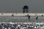 gull (Larus spec.)