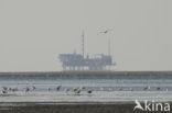 gull (Larus spec.)