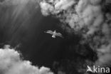 gull (Larus spec.)