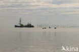 gull (Larus spec.)
