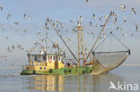 gull (Larus spec.)