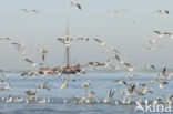 gull (Larus spec.)