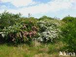 Hawthorn (Crataegus )