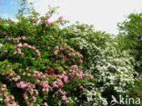 Hawthorn (Crataegus )