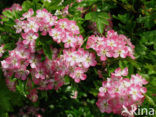 Hawthorn (Crataegus )