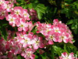 Hawthorn (Crataegus )