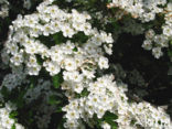 Hawthorn (Crataegus )
