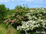 Hawthorn (Crataegus )