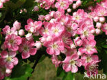 Hawthorn (Crataegus )
