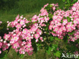Hawthorn (Crataegus )