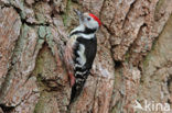 Middelste Bonte Specht (Dendrocopos medius)