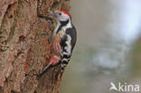 Middelste Bonte Specht (Dendrocopos medius)