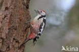 Middelste Bonte Specht (Dendrocopos medius)