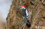 Middelste Bonte Specht (Dendrocopos medius)