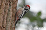 Middelste Bonte Specht (Dendrocopos medius)