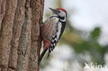 Middelste Bonte Specht (Dendrocopos medius)